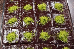 Islak-kek-Cikolatali